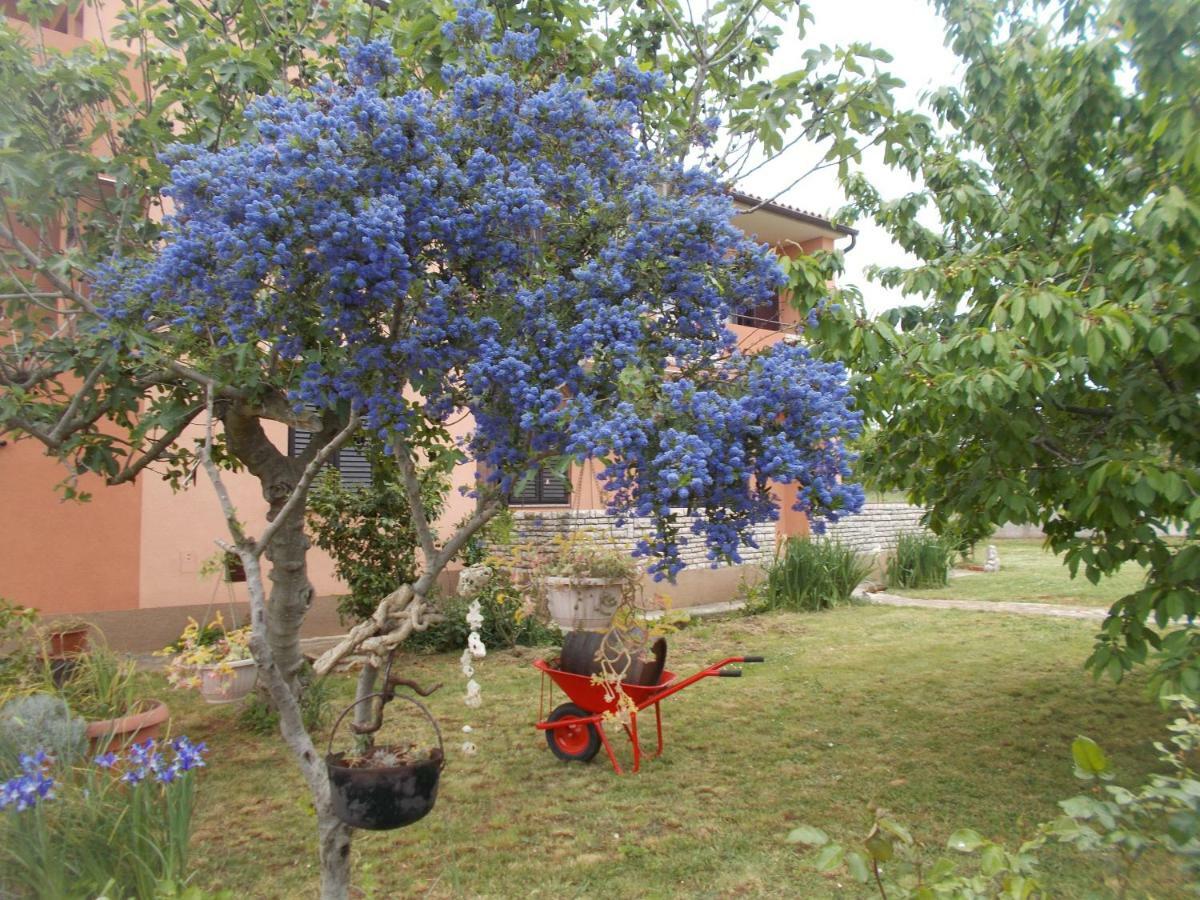 Apartma Ella Pula